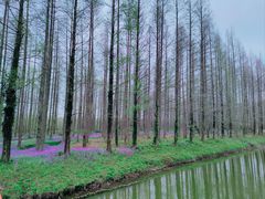 -黄海国家森林公园