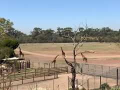 -威勒比开放式动物园