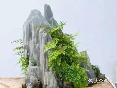山石盆景如何安全度夏？