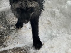 -宫城藏王狐狸村