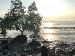 -宝安西湾红树林湿地公园