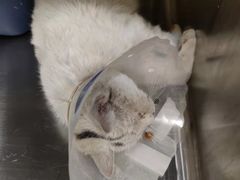 -萌兽医馆·犬猫专科·眼科中心·宠物医院(朝阳门分院)