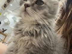 -楼上猫咖(罗湖店)