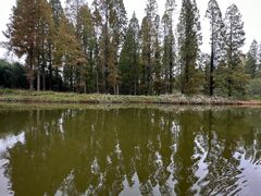 -黄海国家森林公园