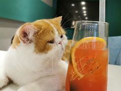 -飞行喵MR PILOT|猫舍·猫咖(静安大融城店)