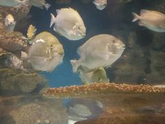 -上海海洋水族馆-停车场