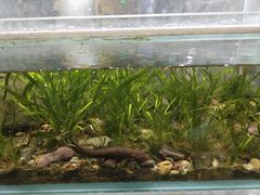 -上海大自然野生昆虫馆(东方明珠·爬宠昆虫探索中心)