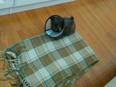 android_upload_pic-菲丽丝宠物医院·24小时·猫科中心·免疫点(淮海分院)