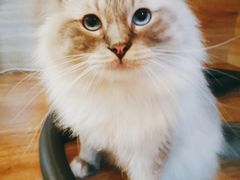 -滚猫咖啡·猫咖·猫友好撸猫(未来城店)