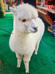 -萌宠亲子动物乐园(槐房万达店)