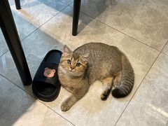 -伟伟宠物医院·瑞派猫友好医院·猫科(光谷店)