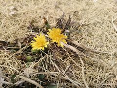 -青岛大学路小学