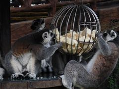 -上海野生动物园