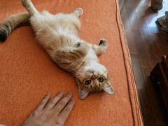 -东方名猫馆·英短金渐层布偶猫舍(环线广场1号楼店)