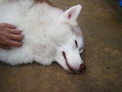 -TrueLove @ Neverland (Husky Cafe)