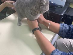 -东方动物医院·宠保定点·骨科·转诊中心(春城路·昆明站分院)