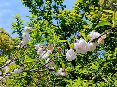 -南汇桃花村