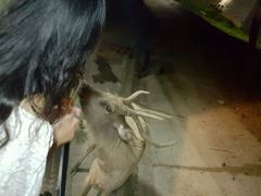 -清迈夜间动物园