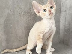 -小猫来了·猫舍(红山六九七九店)