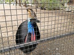 -费瑟代尔野生动物园