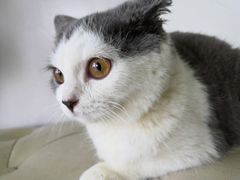 -瑞派动物医院·绝育·犬猫全科·预防医学(光景江南中店)