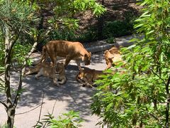 -大连森林动物园