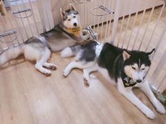 -Husky Go! 哈士奇体验馆·宠物咖啡厅狗咖