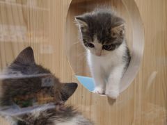 -屋虎猫馆(宝安大仟里店)