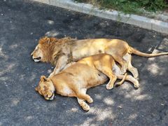 -大连森林动物园