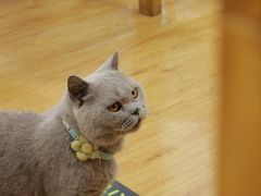 -猫小院猫主题餐厅(南锣旗舰店)