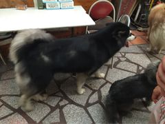 老宅-老宅原住民沙茶面精品小吃(龙头路店)