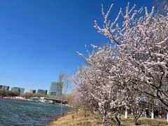 -大兴滨河森林公园