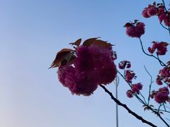 -高东镇樱花园