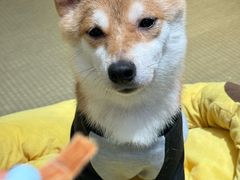 -逗柴咖啡屋·狗咖猫咖宠物桌游