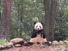 -中国大熊猫保护研究中心雅安碧峰峡基地