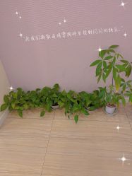 -SILKTONE诗丽堂美容