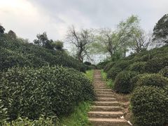 -龙井村