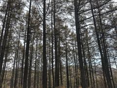 -御道口草原森林风景区