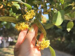 -天鹅湖体育公园