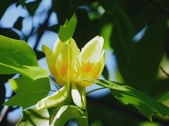 -国家植物园南园