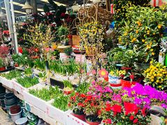 -曲阳花鸟市场(曲阳路店)