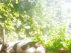 -海边的猫和咖啡馆
