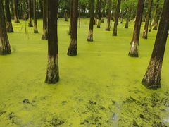 -艾溪湖湿地公园