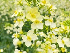 -中国天府农业博览园