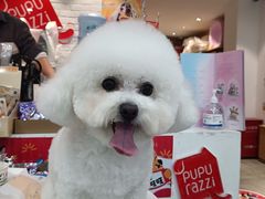 -帕帕拉兹宠物(亚洲旗舰店)