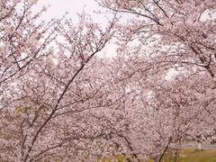-羊山湖公园
