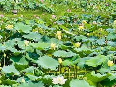 -池杉湖湿地公园