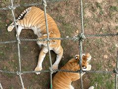 -西霞口神雕山野生动物世界