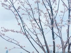 -古琴台