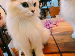-李小姐の猫咖啡馆(五角场店)